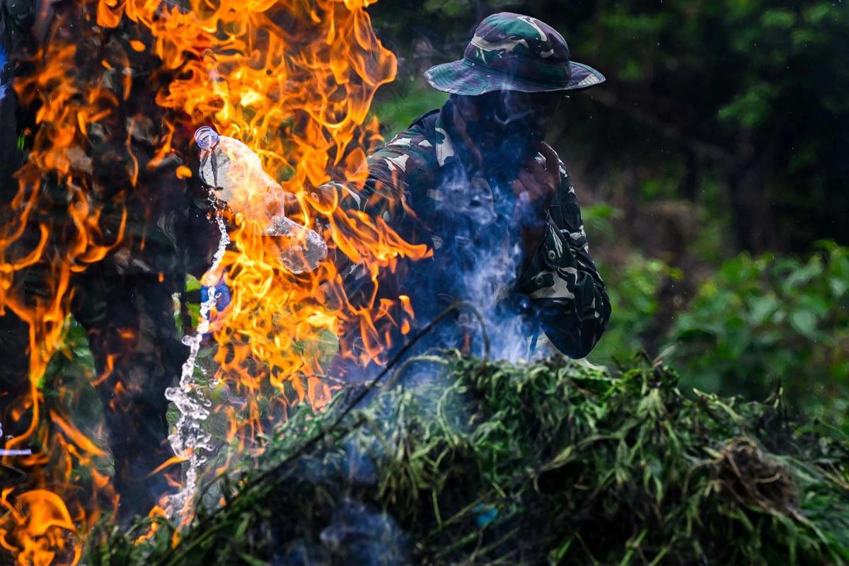 FOTO: TNI AD Bongkar Ladang Ganja di Pegunungan Aceh Besar