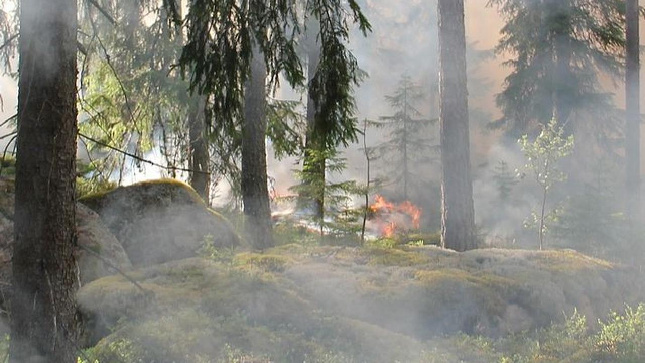 Diduga Buka Lahan Kebun, Ini Sederet Fakta Kebakaran Hutan di Kabupaten Bengkalis
