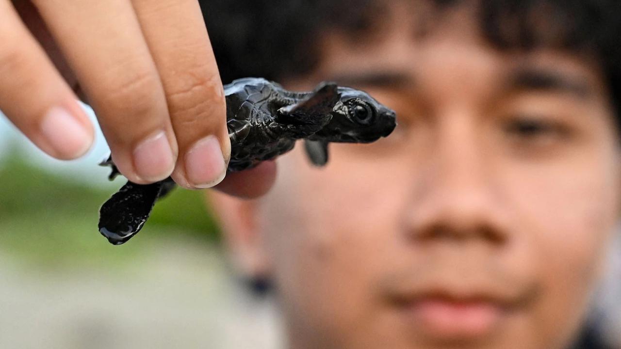 FOTO: Puluhan Tukik Lekang Dilepas di Pantai Alue Naga Banda Aceh