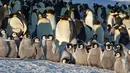 Sejumlah pinguiin berkumpul di gundukan salju Benua Antartika. Di seluruh dunia terdapat 16 spesies penguin. (Dailymail.co.uk)