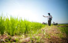 BPS: Produksi Beras Nasional hingga Oktober 2025 Lampaui Capaian Tahun Sebelumnya
