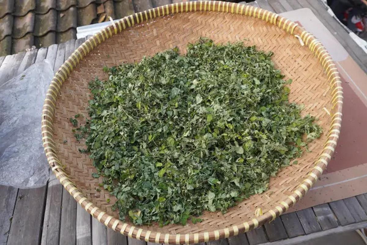 Manfaat Air Rebusan Daun Herbal, Cara Alami Turunkan Kolesterol Tinggi yang Perlu Anda Ketahui