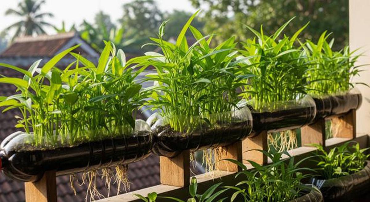 Cara Menanam Kangkung di Galon Bekas, Panen Cepat dalam Hitungan Hari