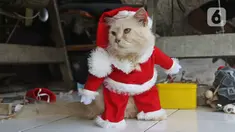 Seekor kucing menggunakan kostum santa claus di rumah industri di Desa Jampang, Kabupaten Bogor, Selasa (8/12/2020). Fredi Lugina Priadi merancang kostum unik untuk kucing seperti baju dokter atau superhero dengan harga yang berkisar dari Rp38 ribu hingga Rp1,5 juta. (Liputan6.com/Herman Zakharia)