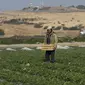 Seorang petani Palestina membawa kotak-kotak stroberi di pertanian keluarganya di dekat pagar Gaza Israel, di Beit Lahiya, Jalur Gaza utara, Selasa (28/12/2021). Tidak semua tanah di Gaza bagus untuk ditanami stroberi, hanya di wilayah utara saja yang bagus untuk ditanami buah dan sayur. (AP Photo/A