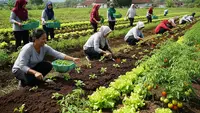 9 Contoh Program Ketahanan Pangan untuk Kelompok Ibu PKK, Ekonomi Keluarga Meningkat