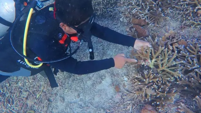 Terumbu karang di sekitar perairan Nusa Penida Bali ikut terancam dengan ramainya aktivitas pariwisata