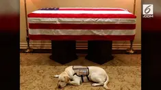 Sully, sosok anjing peliharaan Georger HW Bush jadi sorotan warganet setelah bersimpuh murung di hadapan jenazah mantan Presiden AS tersebut.
