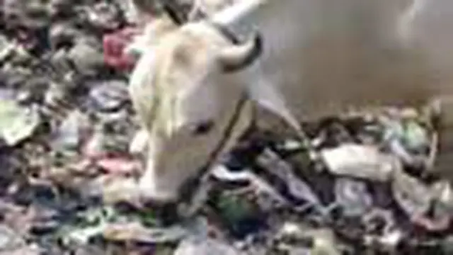 Sapi Pemakan Sampah