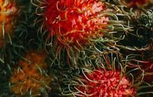 Efek Samping Makan Rambutan Terlalu Banyak, Bisa Tingkatkan Kadar Gula Darah