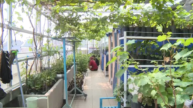 Bina Kelompok Tani Tanam Anggur di Teras Rumah