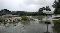 Foto : Banjir Bandang merendam sebagian rumah warga dan lahan pertanian warga Malaka, NTT (Liputan6.com/Ola Keda)