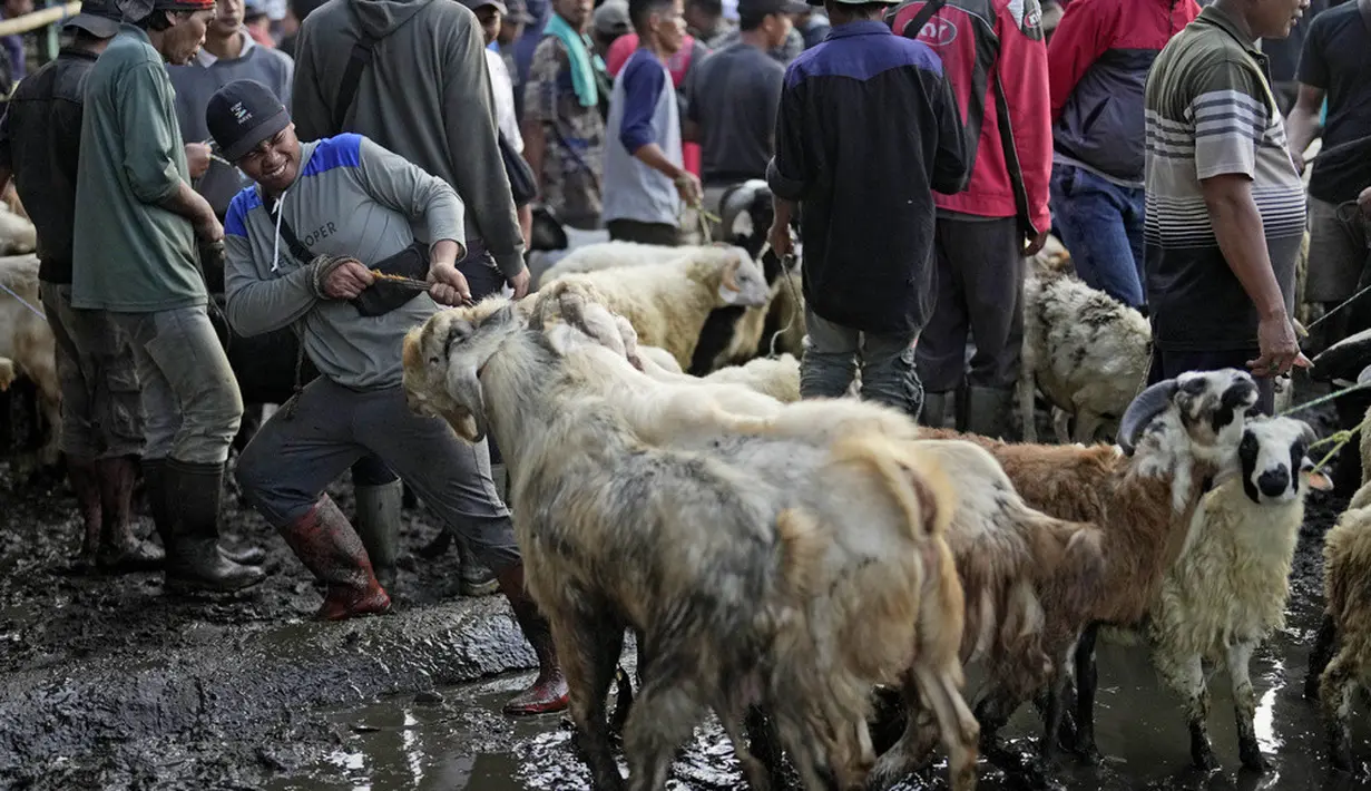 <p>Seorang pria menarik domba di pasar ternak menjelang Idul Adha di Jonggol, Bogor, Jawa Barat, Indonesia, Senin (26/6/2023). Umat muslim Indonesia akan merayakan Idul Adha atau Hari Raya Kurban pada tanggal 29 Juni 2023 dengan menyembelih domba, kambing, dan sapi yang nantinya dagingnya dibagikan kepada fakir miskin. (AP Photo/Dita Alangkara)</p>