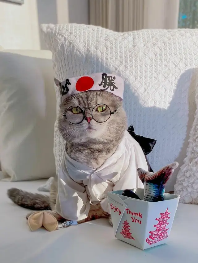 Kenalkan Benson, Kucing Jalanan yang Berubah Jadi Stylish Setelah Diadopsi
