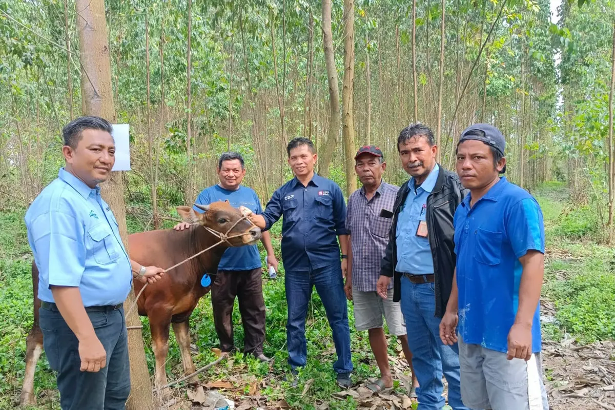 Satu dari 361 ekor sapi yang didonasikan APP Group ke masyarakat, melalui sejumlah pabriknya. Tampak penyerahan yang dilakukan perwakilan PT Indah Kiat Pulp & Paper Perawang Mill, Riau. (Dok Sinar Mas)