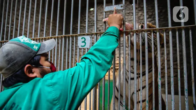 FOTO: Perawatan Satwa Taman Margasatwa Ragunan di Tengah Pandemi