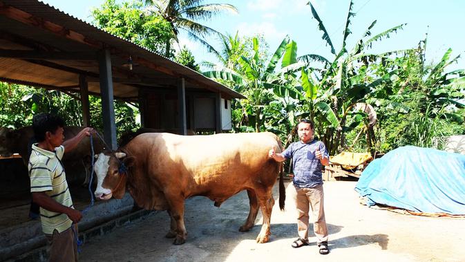 Sapi Super Montok Ini Termahal Di Yogyakarta Regional Liputan6 Com