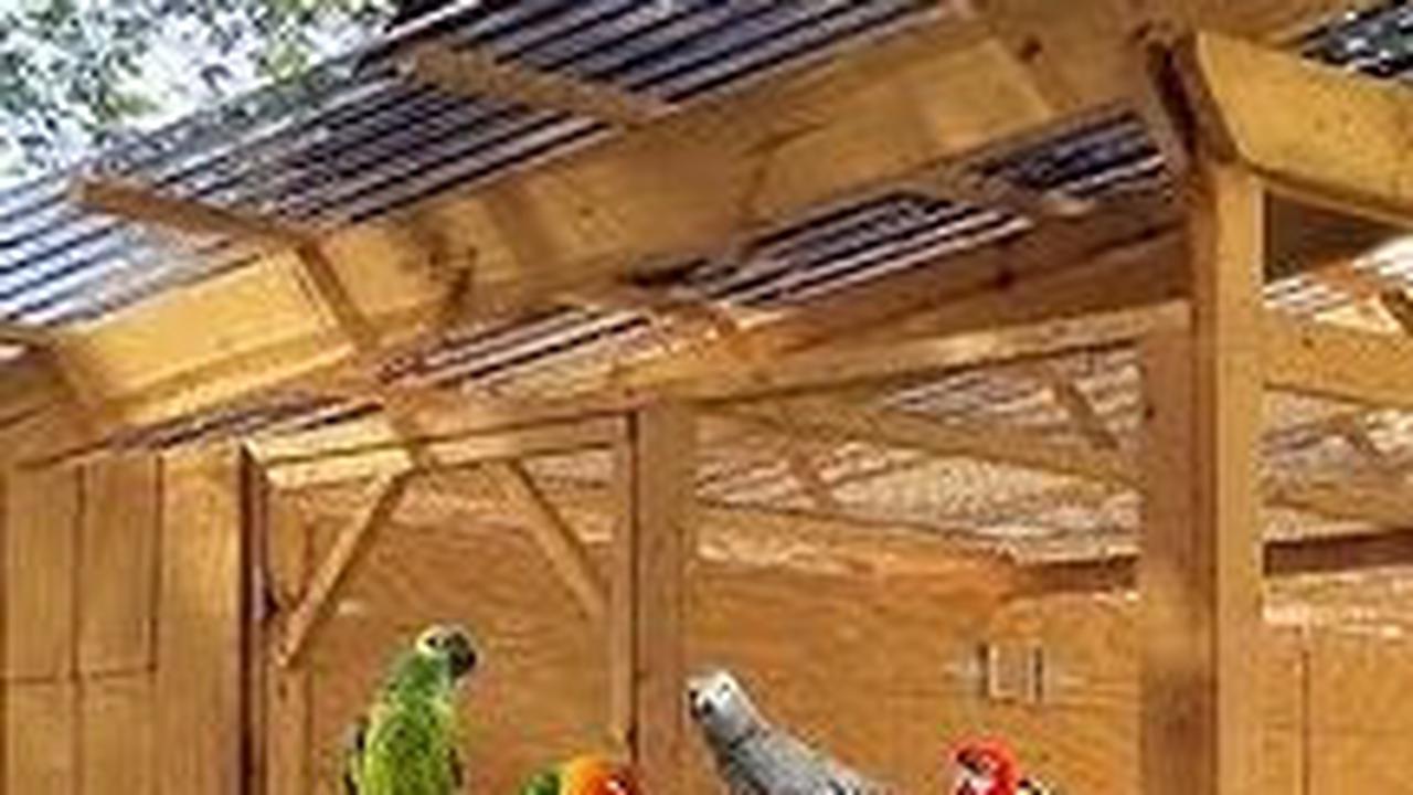 7. Ternak Burung Kicau<br>