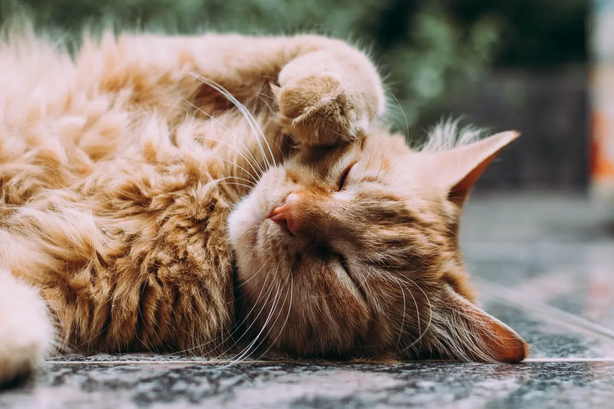 Kucing menemani anak autisme. Photo by Michael Sum on Unsplash