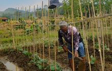 Bisnis Benih Holtikultura Punya Prospek Menjanjikan, Ini Penjelasan Guru Besar UGM