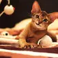 Ras Kucing Abyssinian/Shutterstock.