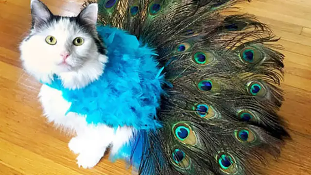 8 Potret Lucu Kucing Ikut Rayakan Halloween, Bisa Tampil Seram