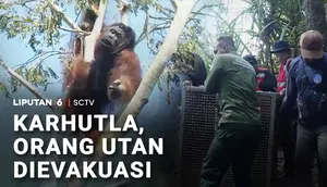 Karhutla, Orang Utan Dievakuasi