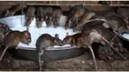 Selain disucikan, para masyarakat di sekitar kuil sering memasak dan makan bersama tikus-tikus tersebut.