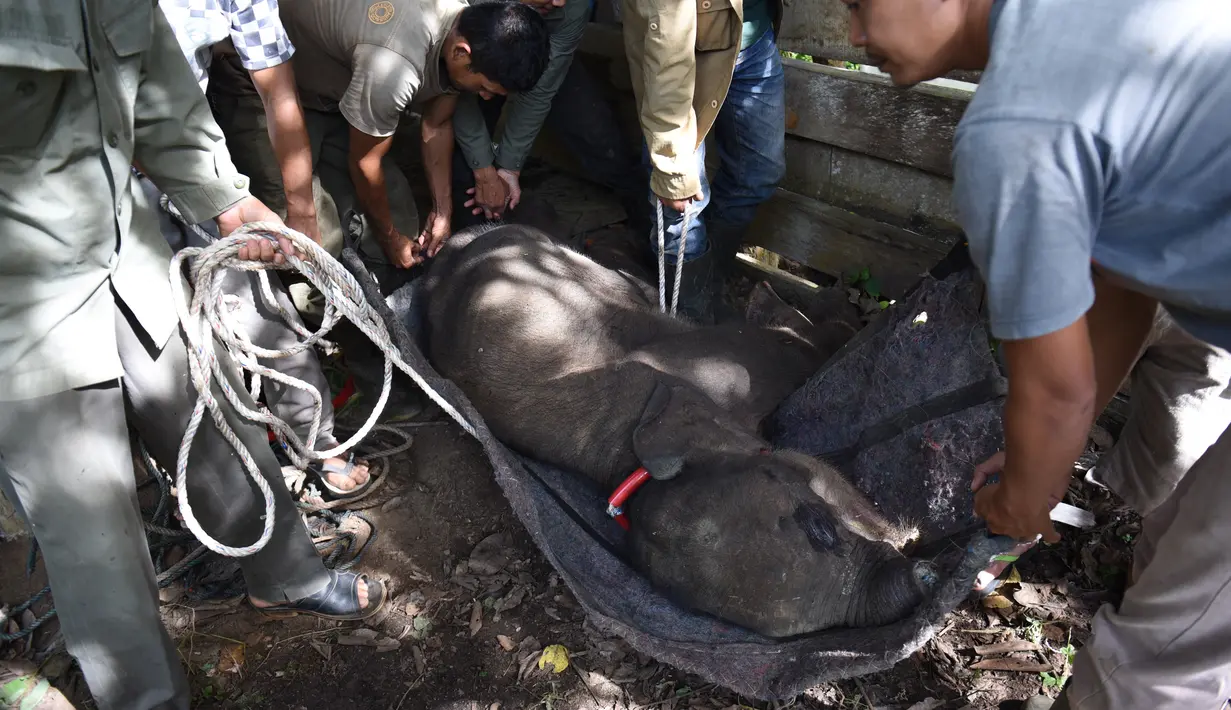 Orang-orang memindahkan anak gajah yang mati akibat luka terkena jerat di pusat konservasi gajah di Saree, Aceh Besar, 16 November 2021. Anak gajah betina yang diperkirakan berumur 12 bulan itu mengalami luka serius akibat terkena jerat di bagian tengah belalai pada (14/11). (Jumala JAMAL/AFP)