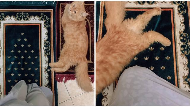 Potret Kucing Saat Temani Salat Ini Bikin Senyum Tipis