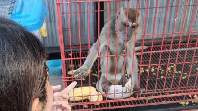 Panji Petualang murka dengan pengamen topeng monyet (https://www.instagram.com/p/CSQjEdEpPHy/)