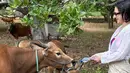 Usai diving, Pevita memberikan air kepada para gerombolan sapi mengenakan wrap top dan long pants warna khaki