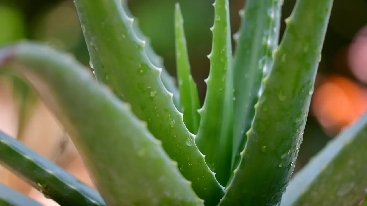 Ilustrasi aloe vera