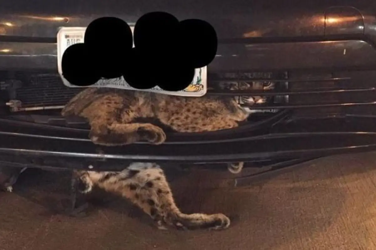 Kucing Hutan Tertabrak