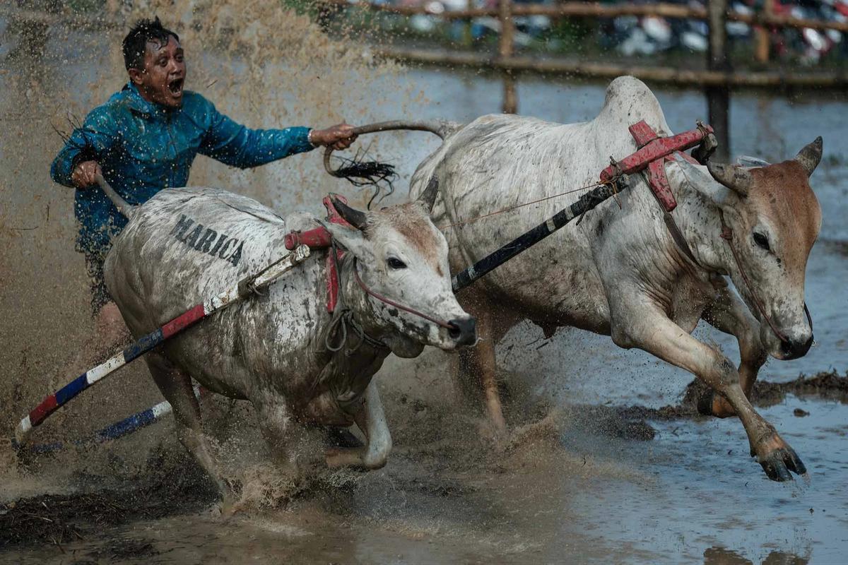 FOTO: Pacu Jawi Kembali Hidupkan Tradisi Sawah Berlumpur