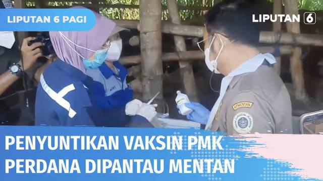 Menteri Pertanian, Syahrul Yasin Limpo memantau langsung penyuntikan perdana vaksin PMK di Kabupaten Sukoharjo, Jawa Tengah. Dari 3 juta vaksin PMK, sebanyak 800 ribu dosis vaksin dari Perancis siap didistribusikan.