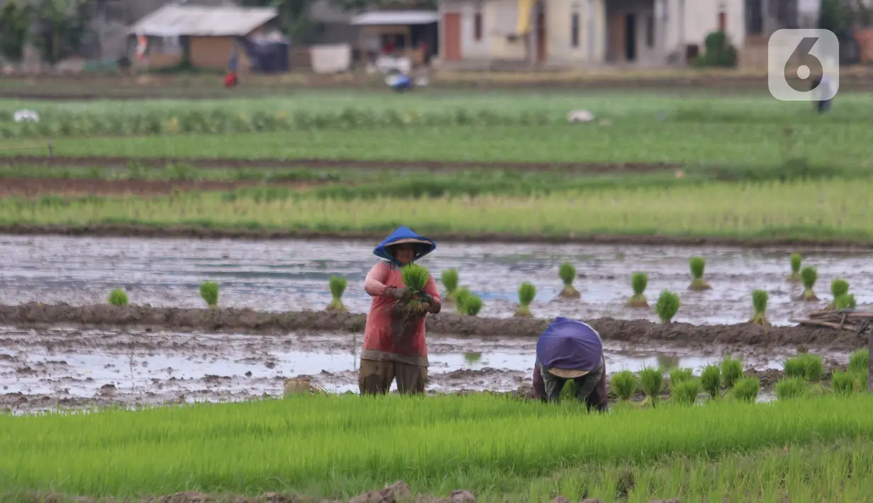 Petani menanam padi di persawahan di kawasan Tangerang, Kamis (3/12/2020). Kementerian Pertanian menargetkan pada musim tanam pertama 2020-2021 penanaman padi mencapai seluas 8,2 juta hektare menghasilkan 20 juta ton beras. (Liputan6.com/Angga Yuniar)
