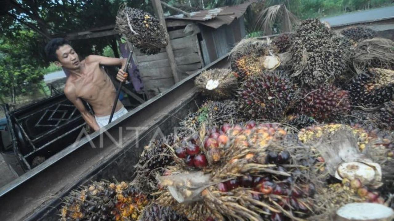 Pakar Desak Kajian Ulang Standar Limbah Sawit 100 mg/l: Potensi Pupuk Organik Terabaikan