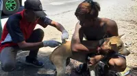 Serangan Anjing Gila Kembali Renggut 1 Nyawa di Dompu