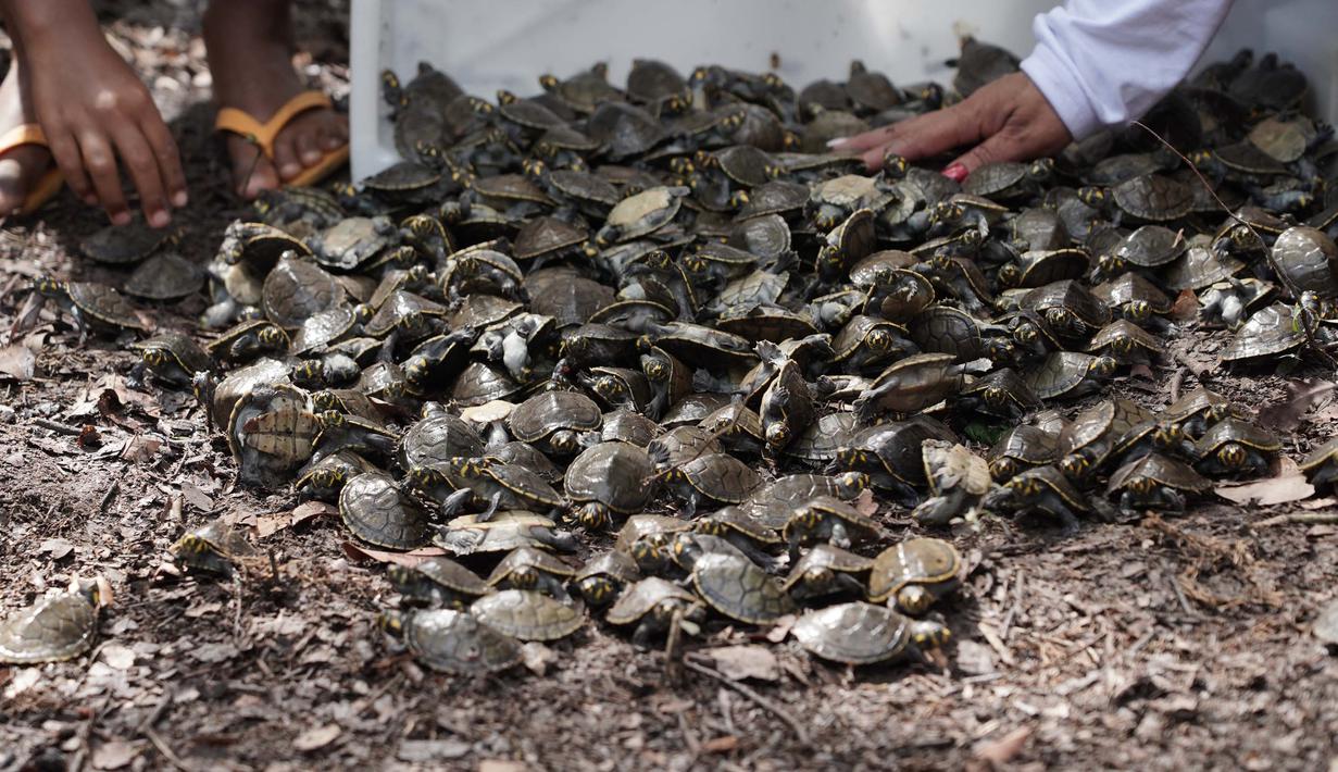 Program penelitian dan penyuluhan dari Universidade Federal do Amazonas ini telah mengembalikan lebih dari 70.000 kura-kura ke alam liar dalam 10 tahun keberadaannya. (Orlando Junior/AFP)