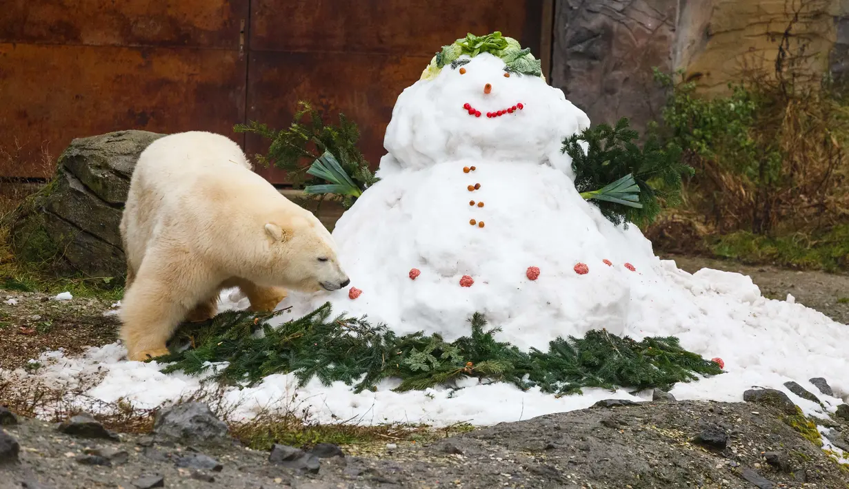 Seekor beruang kutub, Milana memeriksa boneka salju yang dihiasi sayuran, kacang dan bola di kebun binatang di Hanover, Jerman, Selasa (19/12). Makanan itu sebagai kado hadiah Natal yang diberikan pihak kebun binatang. (PHILIPP VON DITFURTH/DPA /AFP)