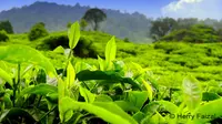 Seperti halnya kopi, teh juga mengandung kafein. Aroma wangi daun teh bisa membuat rileks pikiran dan menyegarkan kondisi tubuh yang lelah disaat kerjaan yang numpuk di kantor (Istimewa)