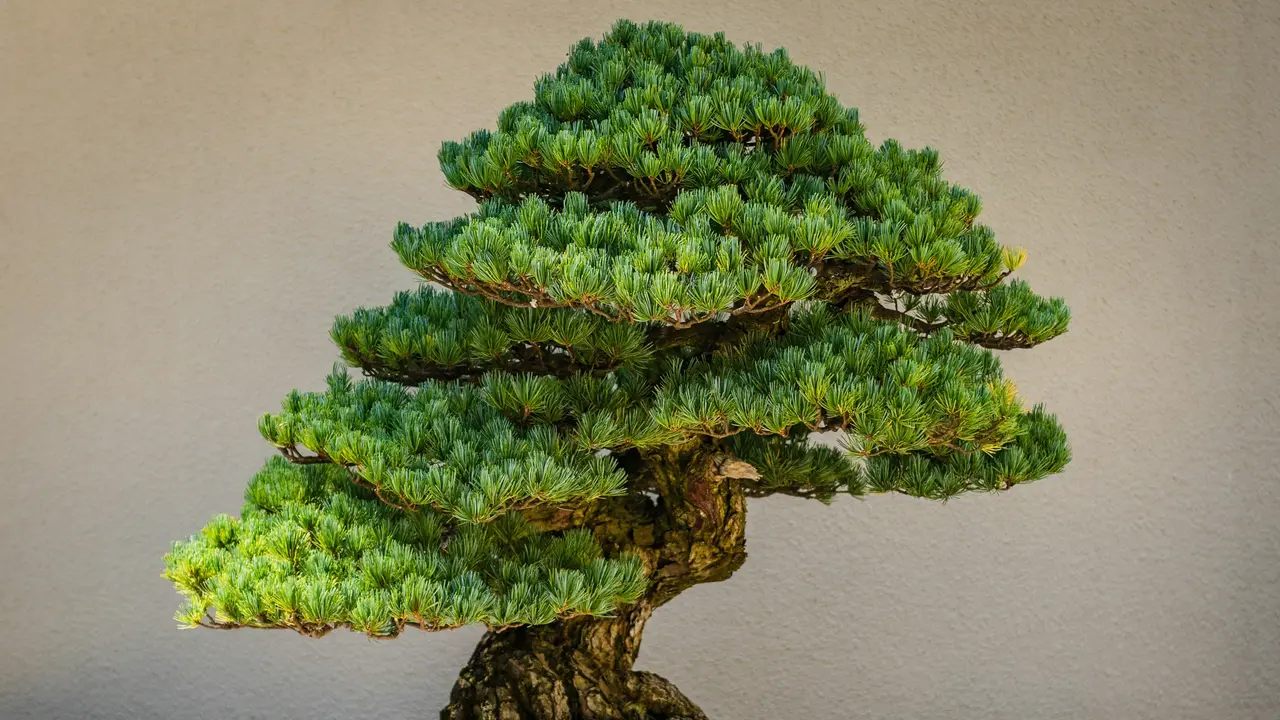 Ilustrasi Tanaman Bonsai