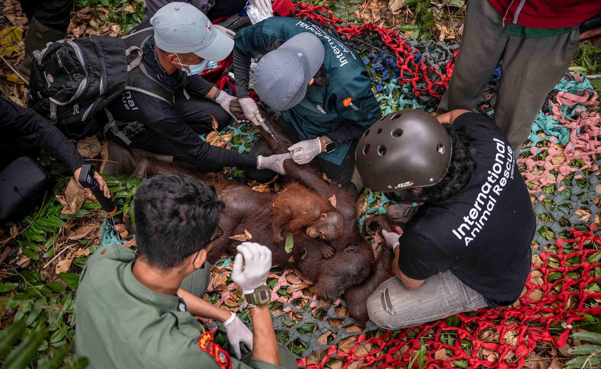 Ketika Orang Utan Kehilangan Habitatnya Akibat Kebakaran Hutan