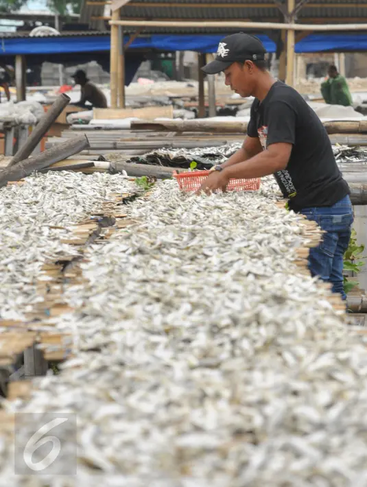 Seorang pekerja menjemur ikan asin di kawasan Muara Angke, Jakarta, Rabu (13/1/2016). Menteri Kelautan dan Perikanan, Susi Pudjiastuti optimistis sektor perikanan akan mengalami pertumbuhan sebesar 12 persen pada tahun 2016 (Liputan6.com/Faisal R Syam)