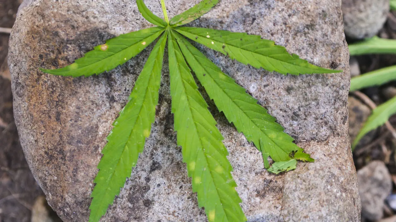 daun ganja