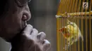 Peternak melatih suara anakan burung lovebird di dalam sangkar di tempat budidaya Perumahan Pondok Arum, Karawaci, Tangerang, Senin (4/2). Dalam sebulan burung ini mampu bertelur 10 hingga 60 telur tergantung kondisi cuaca. (Merdeka.com/Arie Basuki)