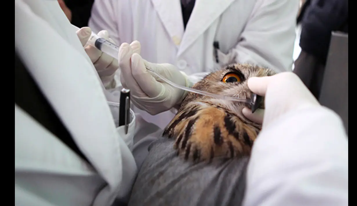 Dokter hewan menyuntikkan cairan nutrisi untuk burung hantu elang lewat mulutnya di sebuah rumah sakit hewan Shenyang, Liaoning,  Rabu (21/1/2015). Burung hantu jenis ini merupakan salah satu hewan yang dilindungi di Tiongkok (REUTERS/Stringer)