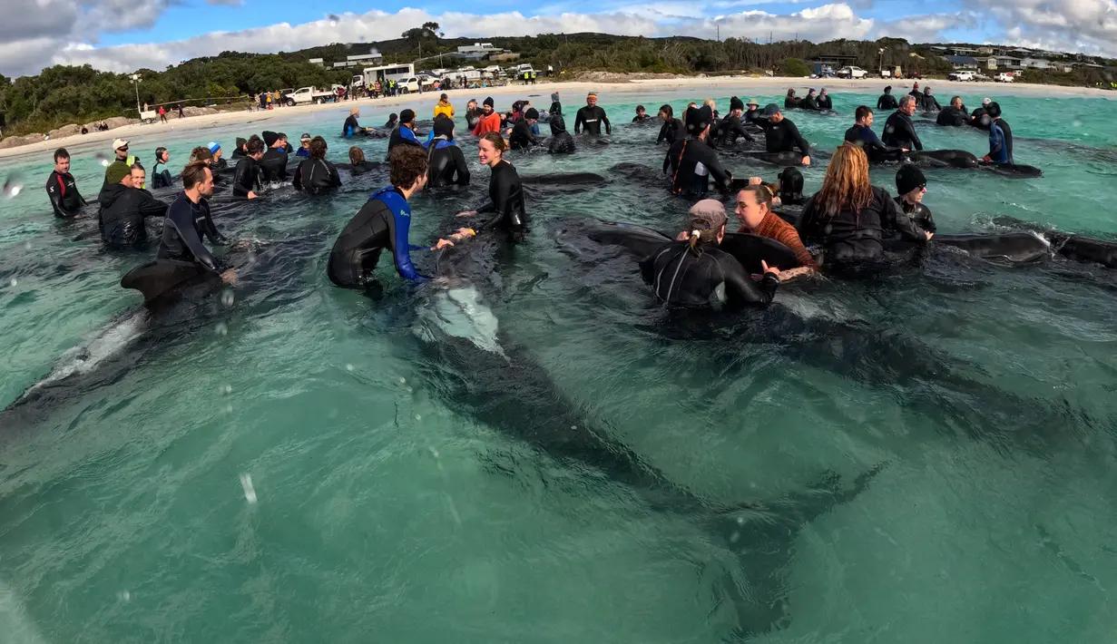 Lebih dari 50 paus mati dalam peristiwa terdamparnya paus secara massal di Australia Barat. (WA Department of Biodiversity, Conservation and Attractions / AFP)