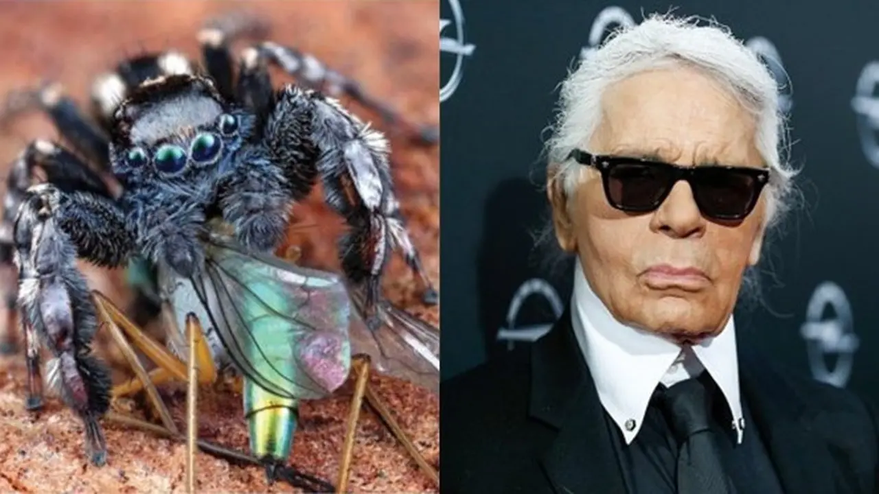 Jotus karllagerfeldi